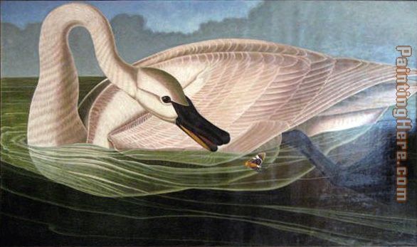 John James Audubon Swan predator